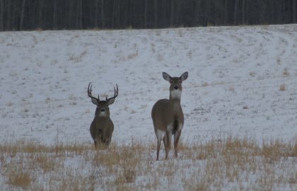 Millers-North-Outfitting-Alberta-Whitetail-Hunting-039