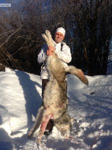 Millers-North-Outfitting-Alberta-Wolf-Predator-Hunting007