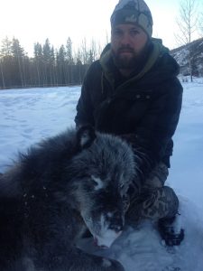 Millers-North-Outfitting-Alberta-Wolf-Predator-Hunting011