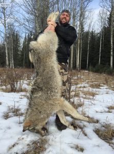 Millers-North-Outfitting-Alberta-Wolf-Predator-Hunting012